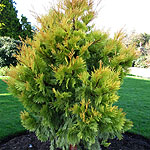 Calocedrus decurrens  - Berrima Gold - Incense Cedar, California Incense  Cedar