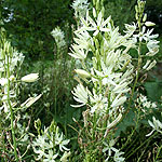 Camassia leichtlinii - Alba - Bears Grass, Camassia