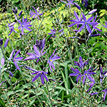 Camassia leichtlinii - Lady Eve Price - Bears Grass, Camassia