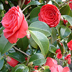 Camellia japonica - Coquetti