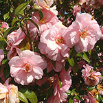 Camellia X Williamsii - Donation