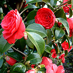Camellia japonica - Coquetti - 2nd Image