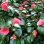 Camellia japonica - Rubescens Major - 2nd Image