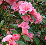 Camellia - Leonard Messel - 2nd Image