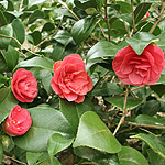 Camellia japonica - Marguerita Coleoni - Chinese Rose