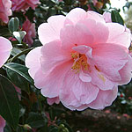 Camellia - Maud Messel