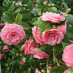 Camellia japonica - Mrs Tingley - Chinese Rose