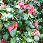 Camellia japonica - Rubescens Major