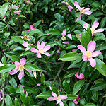 Camellia sasangua - Setsugekka - Chinese Rose - 2nd Image