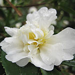 Camellia - Snow Flurry