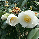 Camellia williamsii - Sea Foam