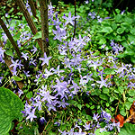 Campanula poscharskyana - Blue Waterfall - Campanula, Bellflower