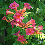 Campsis radicans - Trumpet creeper, Trumpet vine, Campsis