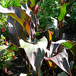 Canna - Brighton Orange - Canna Lily