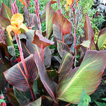 Canna - Phasion - Canna Lily