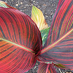 Canna - Phasion - Canna Lily - 2nd Image