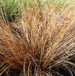 Carex - Comans-Bronze - Sedge, Carex - 2nd Image