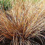 Carex - Comans-Bronze - Sedge, Carex
