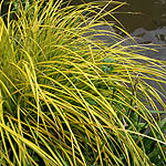 Carex elata - Aurea - Bowles Golden SedgeSedge - 2nd Image