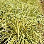 Carex oshimensis - Evergold - Golden Sedge, Carex - 2nd Image