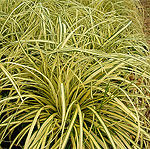 Carex oshimensis - Evergold - Golden Sedge, Carex