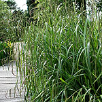 Carex pendula - Weeping sedge, Carex