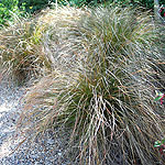 Carex testacea - Sedge, Carex