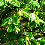 Carpinus betulus - Hornbeam, Carpinus - 2nd Image