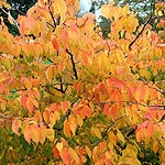 Carpinus laxiflora