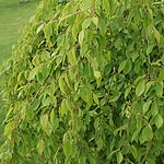 carpinus turczaninowii - Hornbeam, Carpinus - 2nd Image