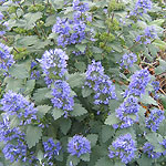 Caryopteris incana