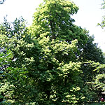 Castanea sativa - 2nd Image