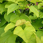 Catalpa bignonioides - Aurea - Indian Bean Tree - 2nd Image
