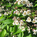 Catalpa bignonioides - Indian Bean Tree - 2nd Image