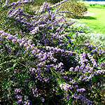 Ceanothus - Blue Jeans - Californian Lilac, Ceanothus