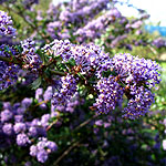 Ceanothus - Blue Jeans - Californian Lilac, Ceanothus - 2nd Image