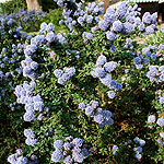 Ceanothus - Blue Mound - Californian Lilac, Ceanothus
