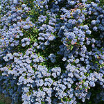 Ceanothus concha - Californian Lilac