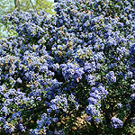 Ceanothus Darkstar - Californian Lilac