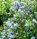 Ceanothus - Skylark - Californian Lilac, Ceanothus