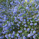 Ceanothus - Tilden Park - Californian Lilac, Ceanothus