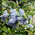 Ceanothus arboreus - Trewithen Blue - Californian Lilac