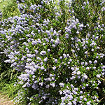 Ceanothus - Victoria - Ceanothus