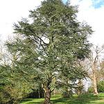 Cedrus atlantica