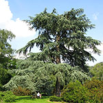 Cedrus atlantica - 3rd Image