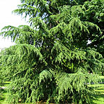 Cedrus deodara