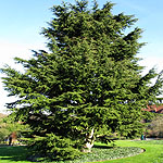 Cedrus libani