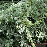 Cedrus libani - Glauca