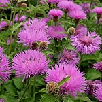 Centaurea hypoleuca - John Coutts - Cornflower, Centaurea