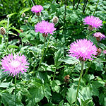 Centaurea hypoleuca - John Coutts - Cornflower, Centaurea - 2nd Image